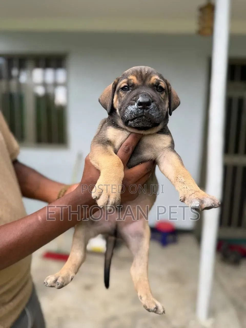 1-3 months Male Purebred Boerboel