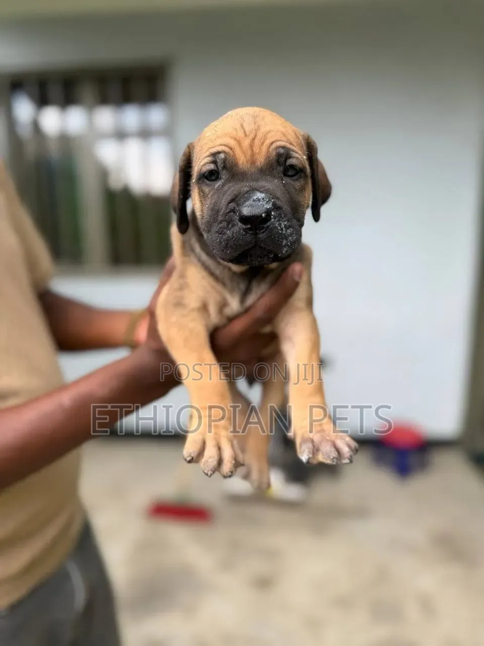 1-3 months Male Purebred Boerboel