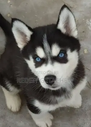 1-3 months Male Purebred Siberian Husky