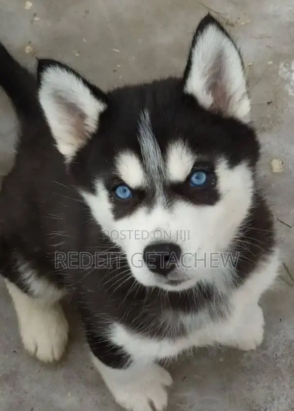 1-3 months Male Purebred Siberian Husky