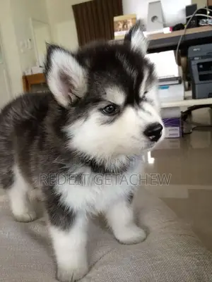 1-3 months Male Purebred Siberian Husky