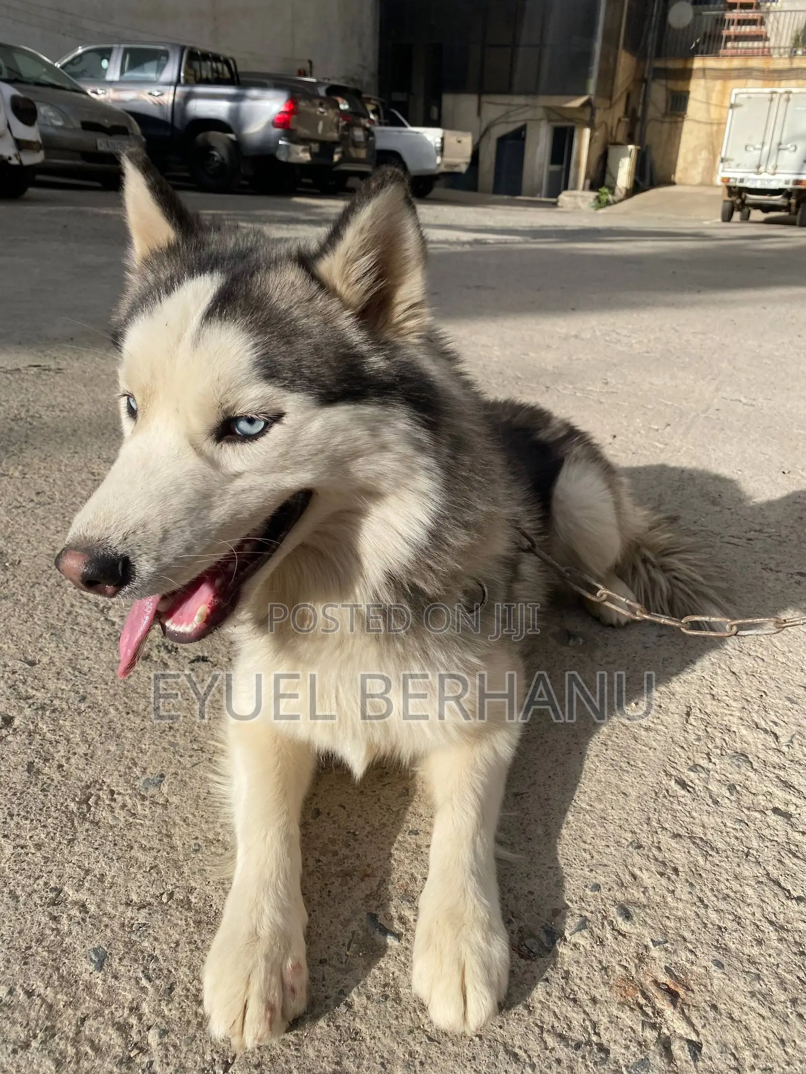 6-12 months Male Purebred Siberian Husky