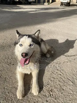 6-12 months Male Purebred Siberian Husky