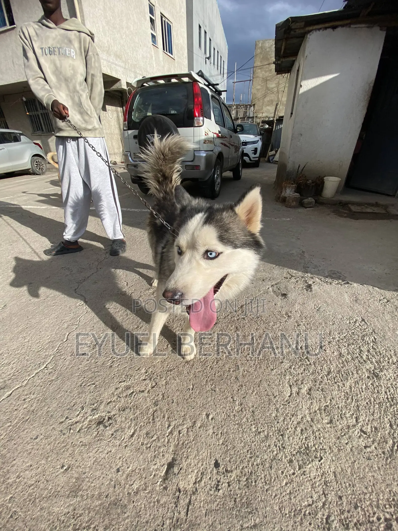 6-12 months Male Purebred Siberian Husky