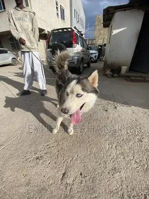 6-12 months Male Purebred Siberian Husky