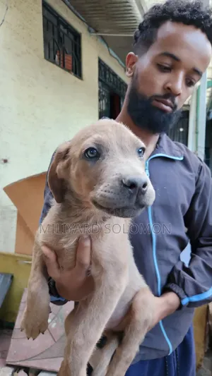 3-6 months Male Mixed Breed Cane Corso