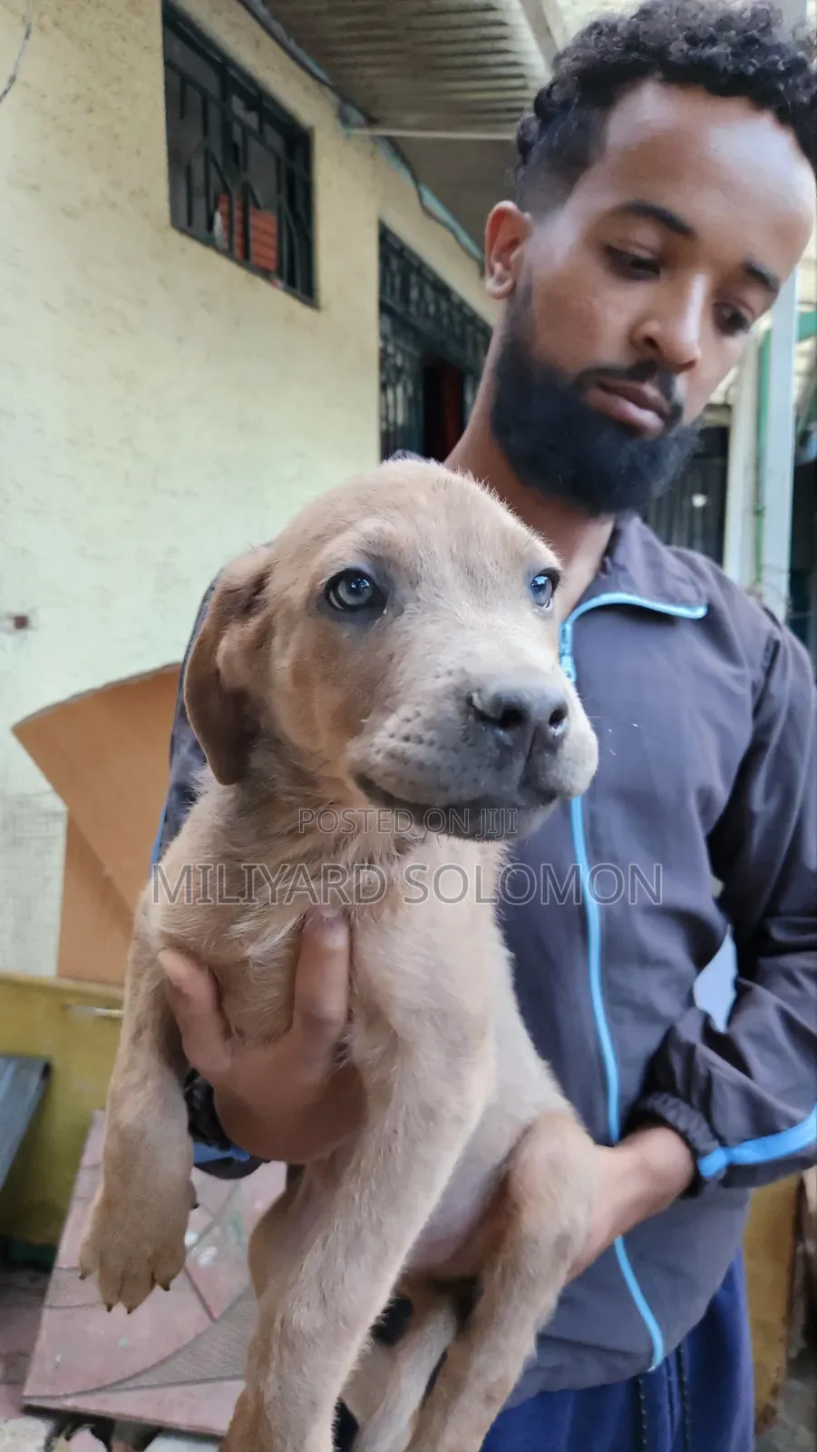 3-6 months Male Mixed Breed Cane Corso
