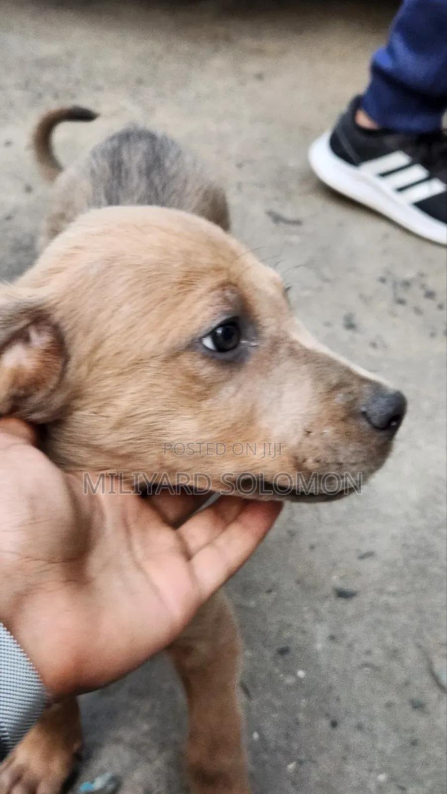3-6 months Male Mixed Breed Cane Corso