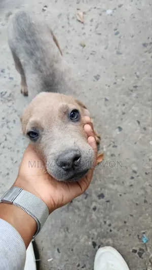 3-6 months Male Mixed Breed Cane Corso
