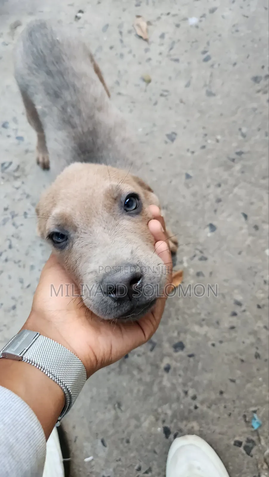 3-6 months Male Mixed Breed Cane Corso