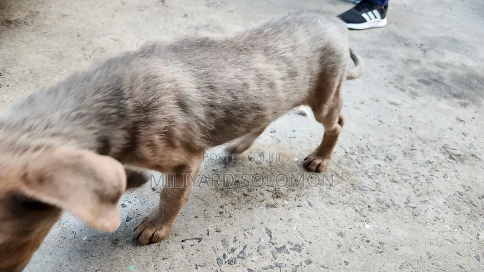 3-6 months Male Mixed Breed Cane Corso