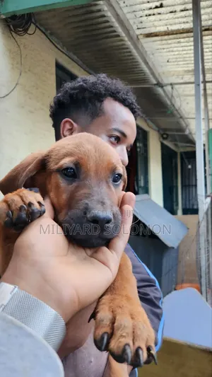 3-6 months Female Mixed Breed Cane Corso