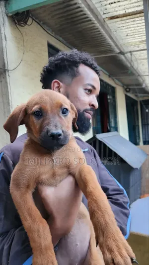 3-6 months Female Mixed Breed Cane Corso