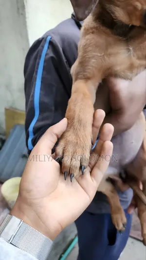 3-6 months Female Mixed Breed Cane Corso