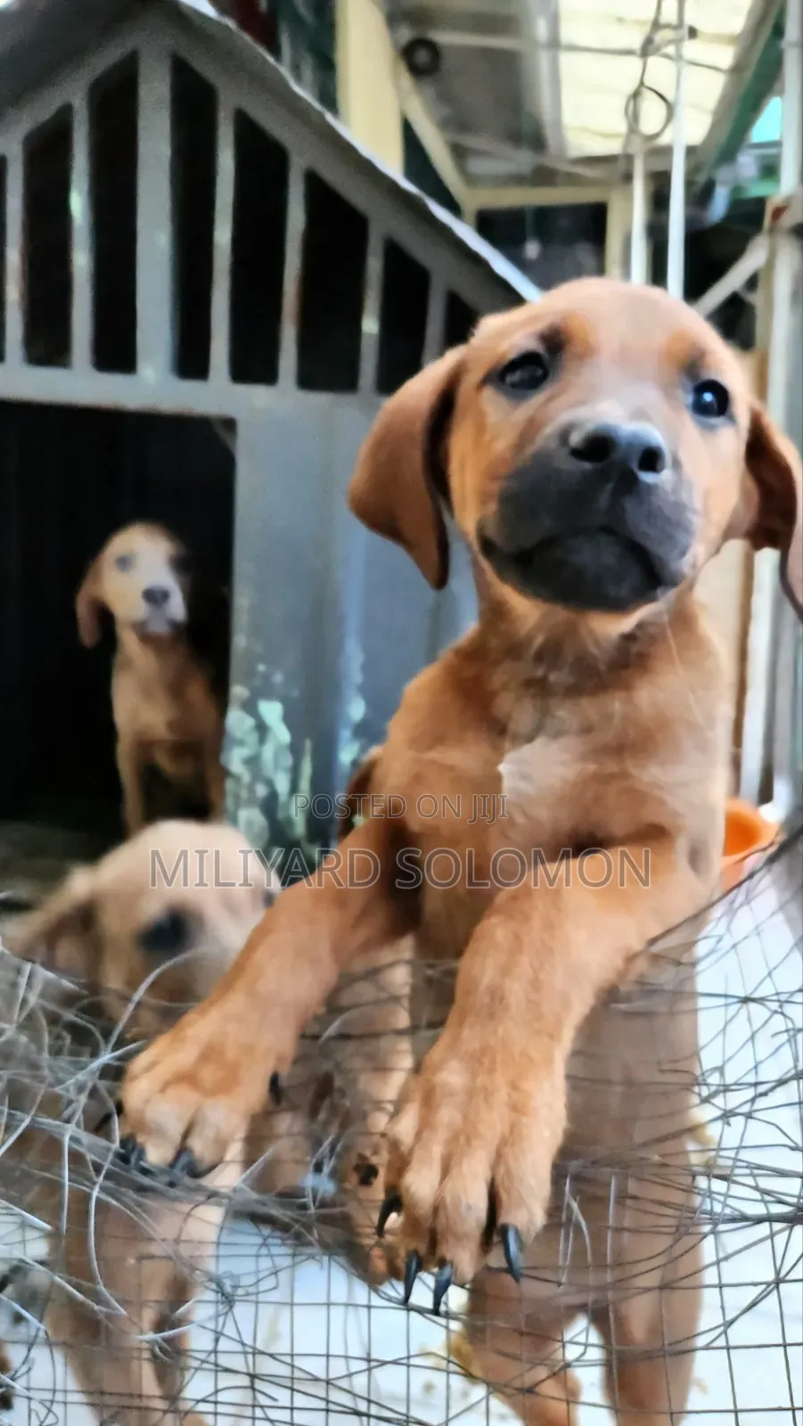 3-6 months Female Mixed Breed Cane Corso