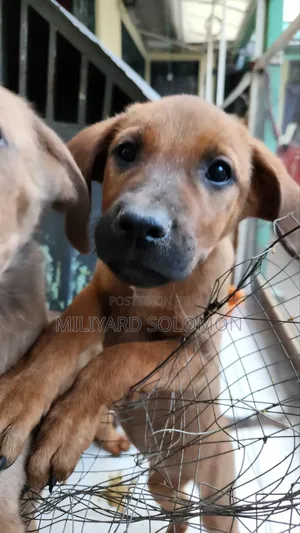 3-6 months Female Mixed Breed Cane Corso
