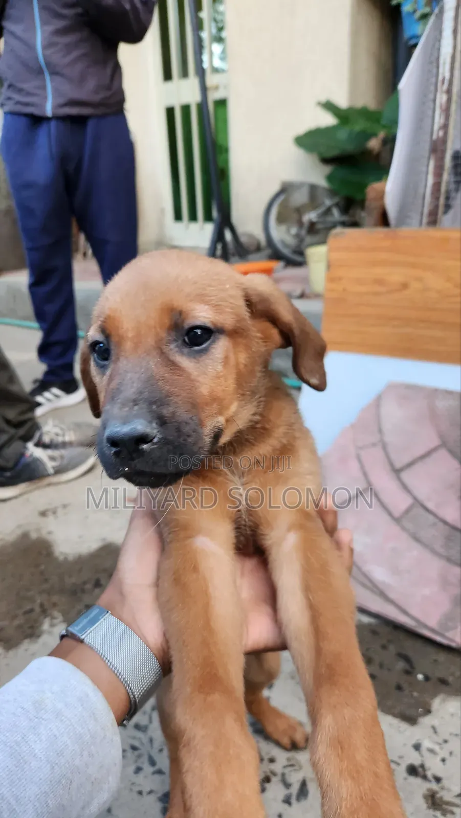 3-6 months Female Mixed Breed Cane Corso
