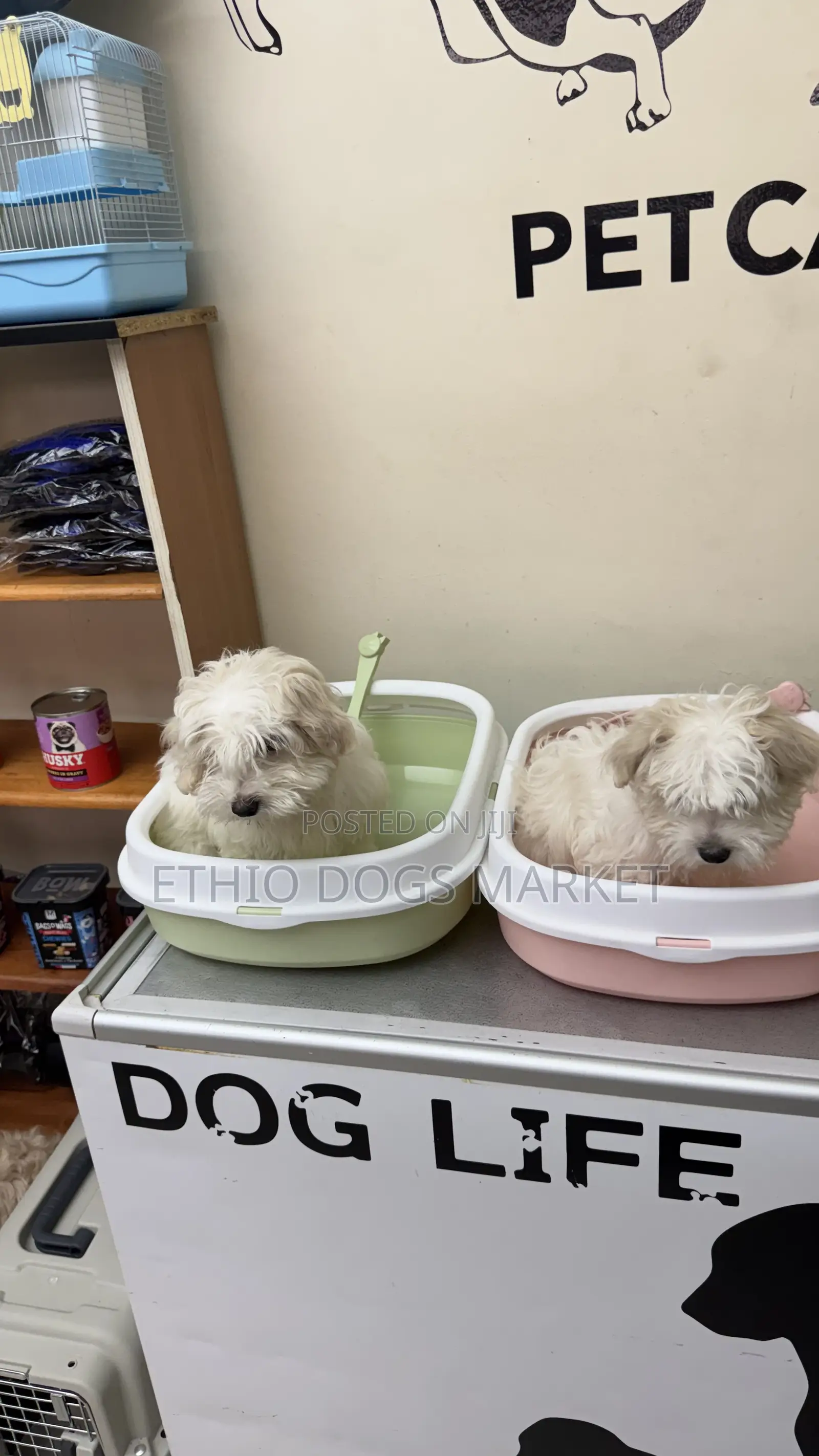 Cat and Puppies Litter