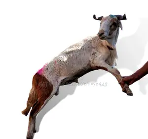ሙክት በግ ለሽያጭ የቀረበ