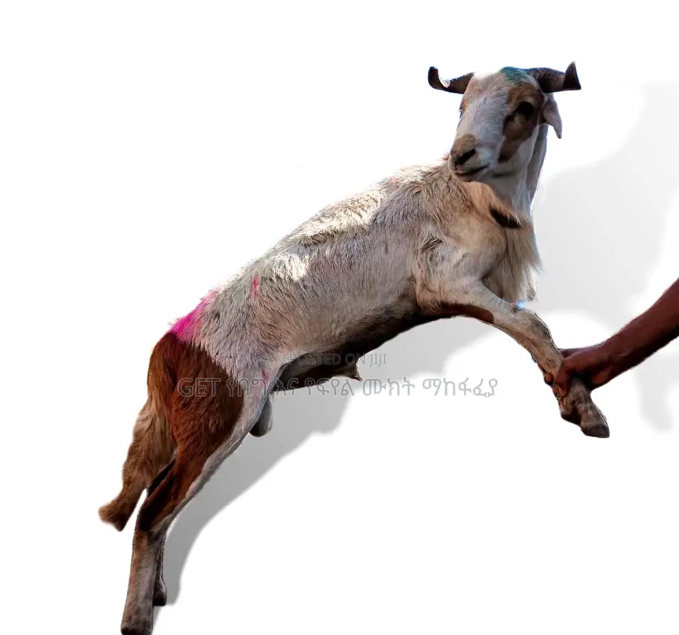 ሙክት በግ ለሽያጭ የቀረበ