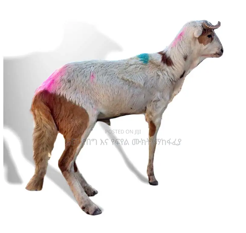 ሙክት በግ ለሽያጭ የቀረበ
