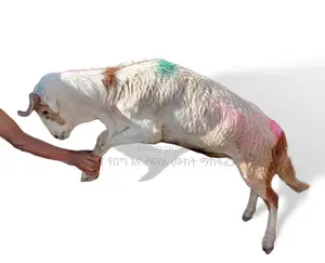 ሙክት በግ ለሽያጭ የቀረበ