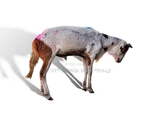 ሙክት በግ ለሽያጭ የቀረበ