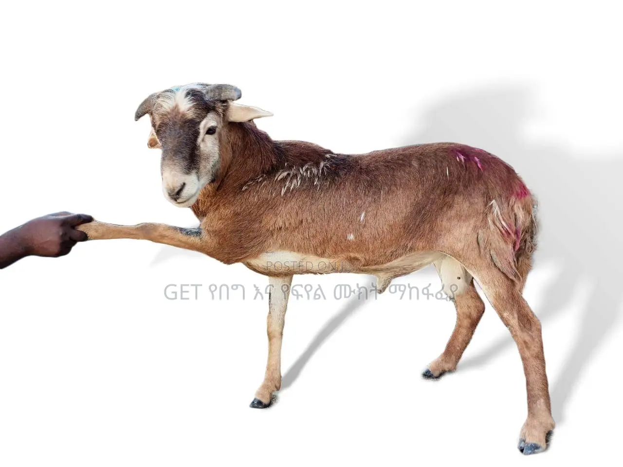 የበግ ሙክት የደለበ