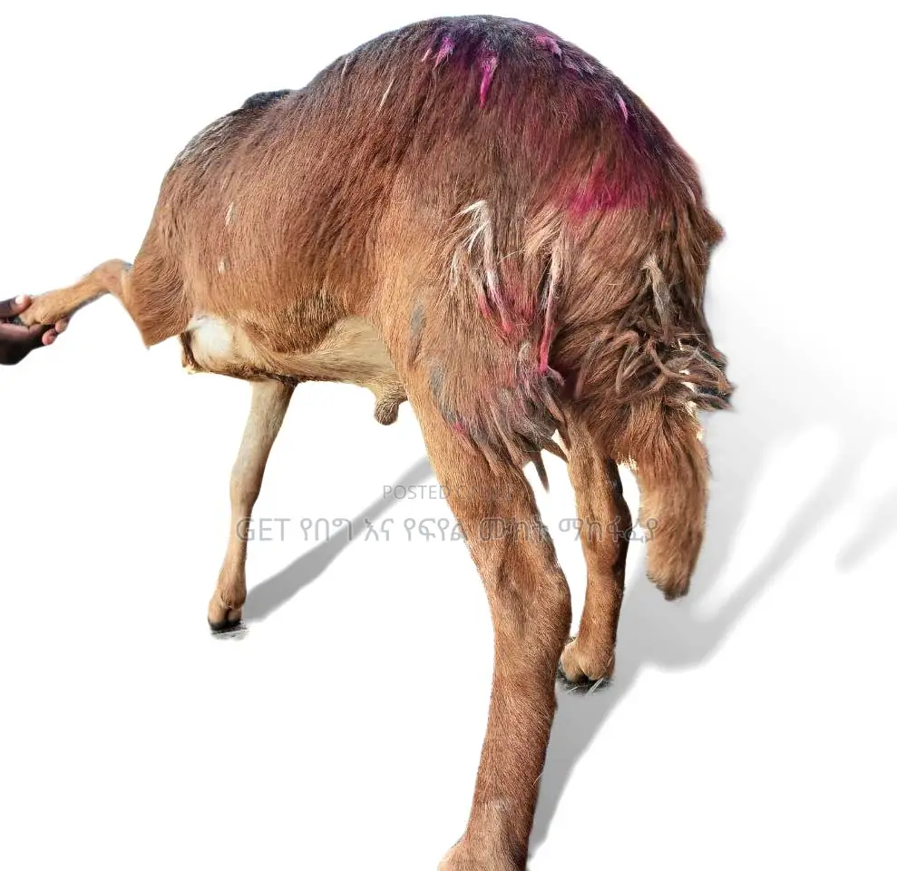 የበግ ሙክት የደለበ