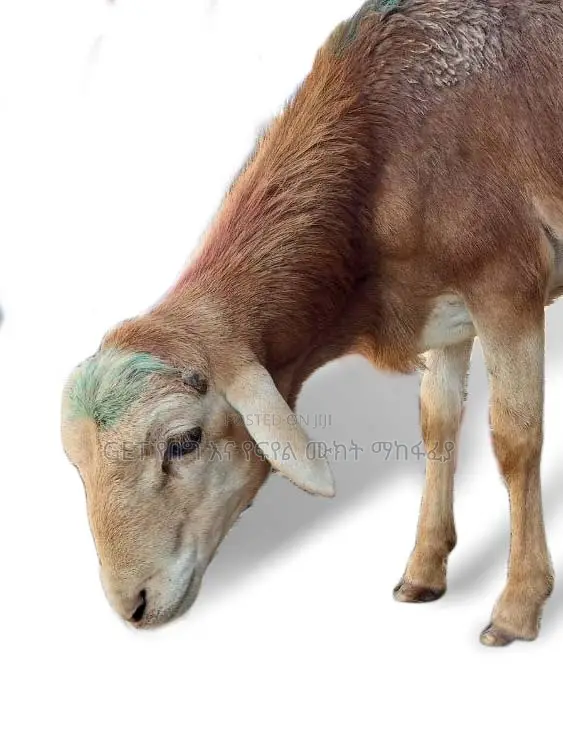 እንዳያመልጥዎ የስጋ በግ ከእኛ ጋ ያገኛሉ