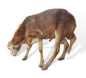 እንዳያመልጥዎ የስጋ በግ ከእኛ ጋ ያገኛሉ