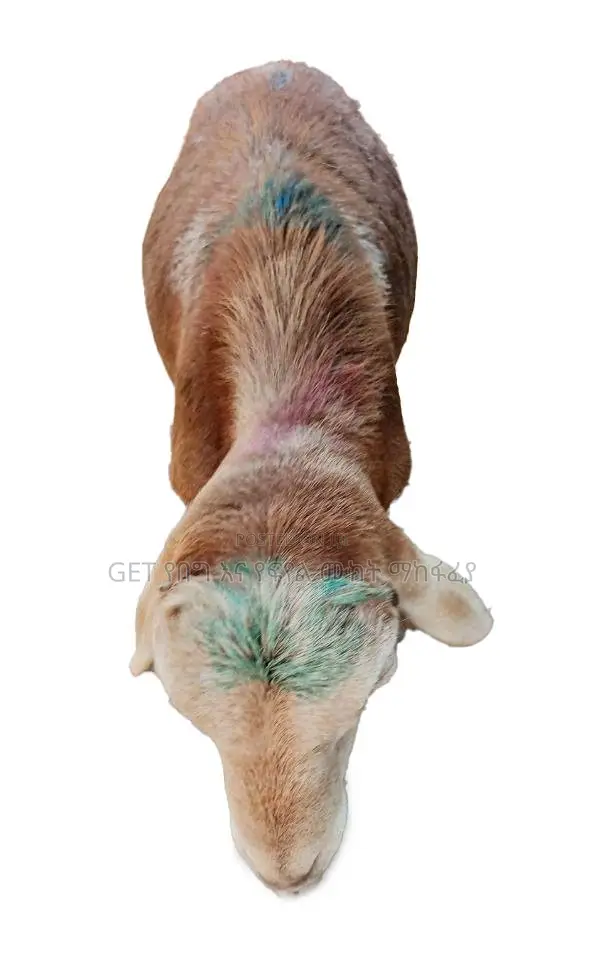 እንዳያመልጥዎ የስጋ በግ ከእኛ ጋ ያገኛሉ