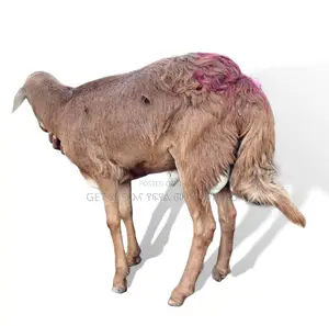 እንዳያመልጥዎ የስጋ በግ ከእኛ ጋ ያገኛሉ