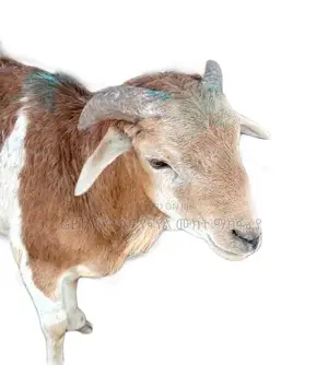 Sheep(የበግ ሙክት)