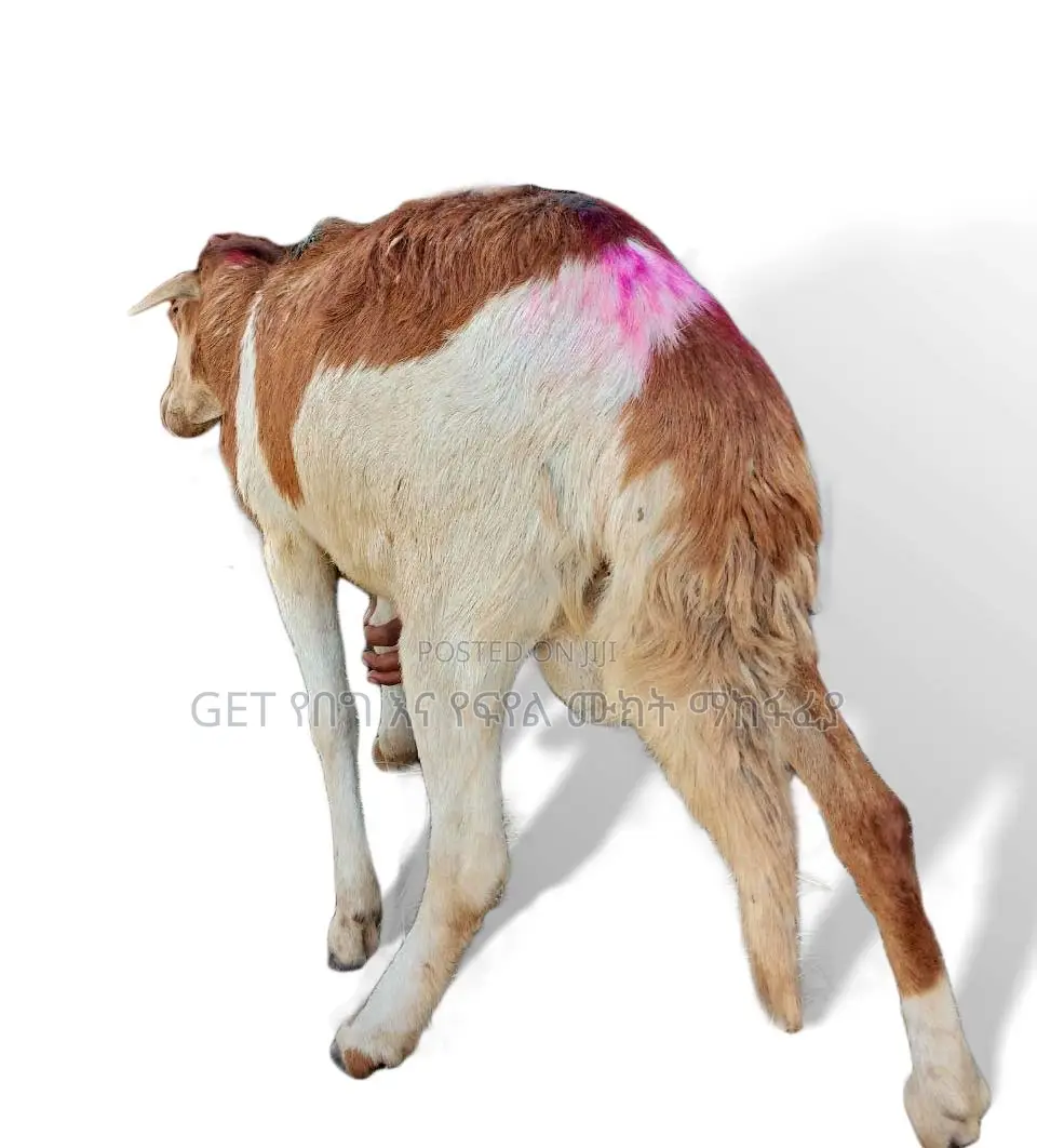 Sheep(የበግ ሙክት)