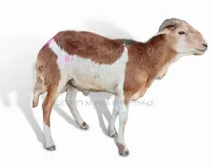 Sheep(የበግ ሙክት)