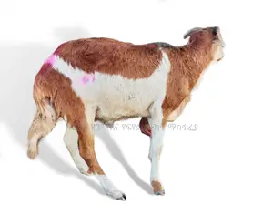 Sheep(የበግ ሙክት)