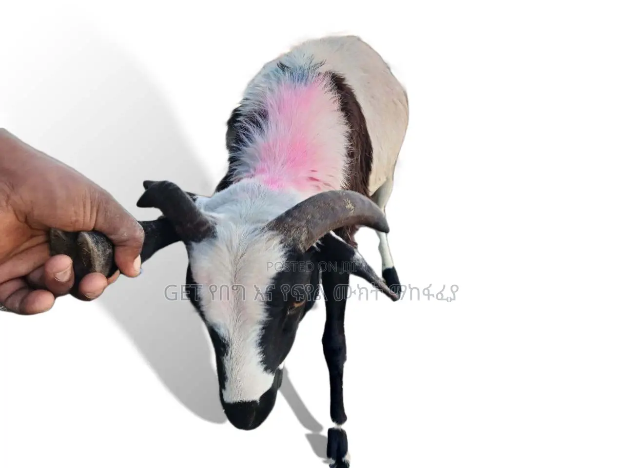 የስጋ በግ ግንቦት 2018