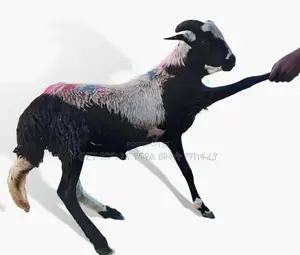 የስጋ በግ ግንቦት 2018