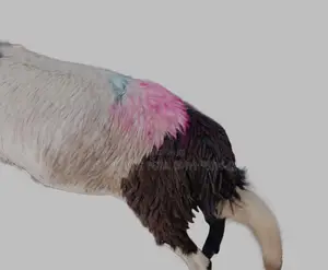 የስጋ በግ ግንቦት 2018