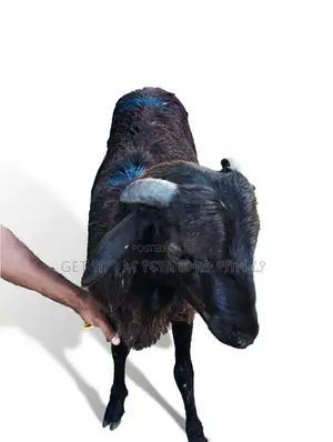 የበግ ሙክት(Sheep) በተመጣጣኝ ዋጋ