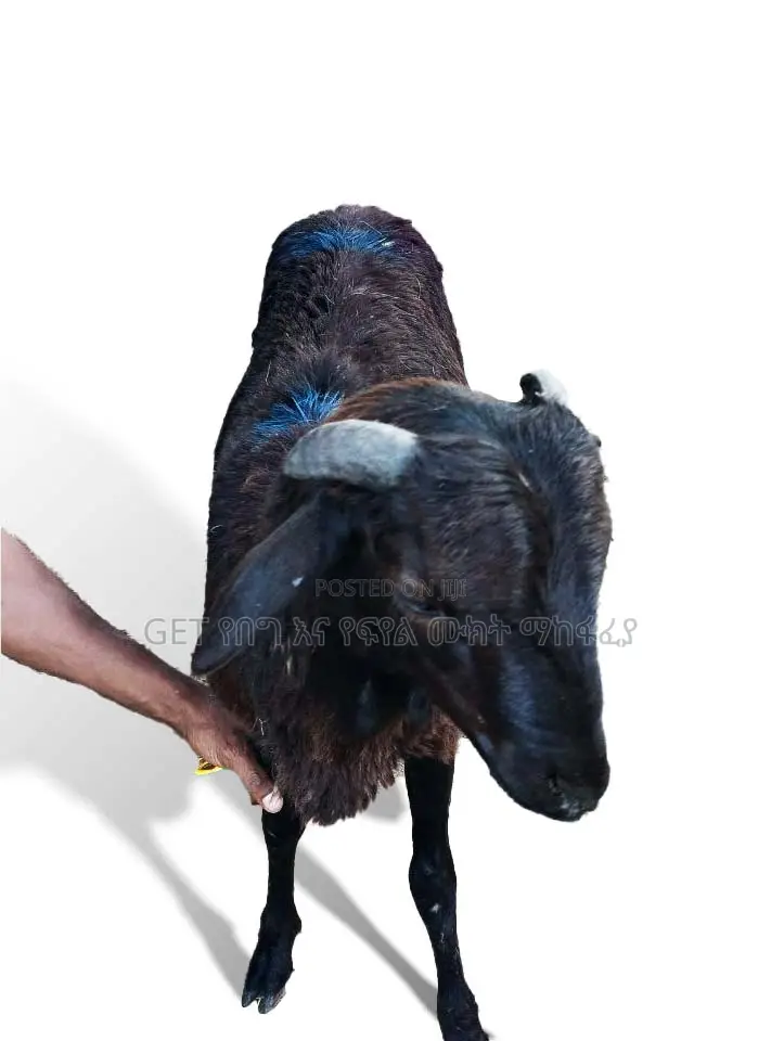 የበግ ሙክት(Sheep) በተመጣጣኝ ዋጋ