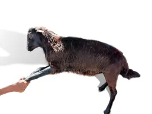 የበግ ሙክት(Sheep) በተመጣጣኝ ዋጋ