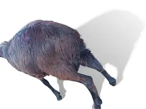 የበግ ሙክት(Sheep) በተመጣጣኝ ዋጋ