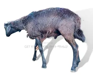 የበግ ሙክት(Sheep) በተመጣጣኝ ዋጋ
