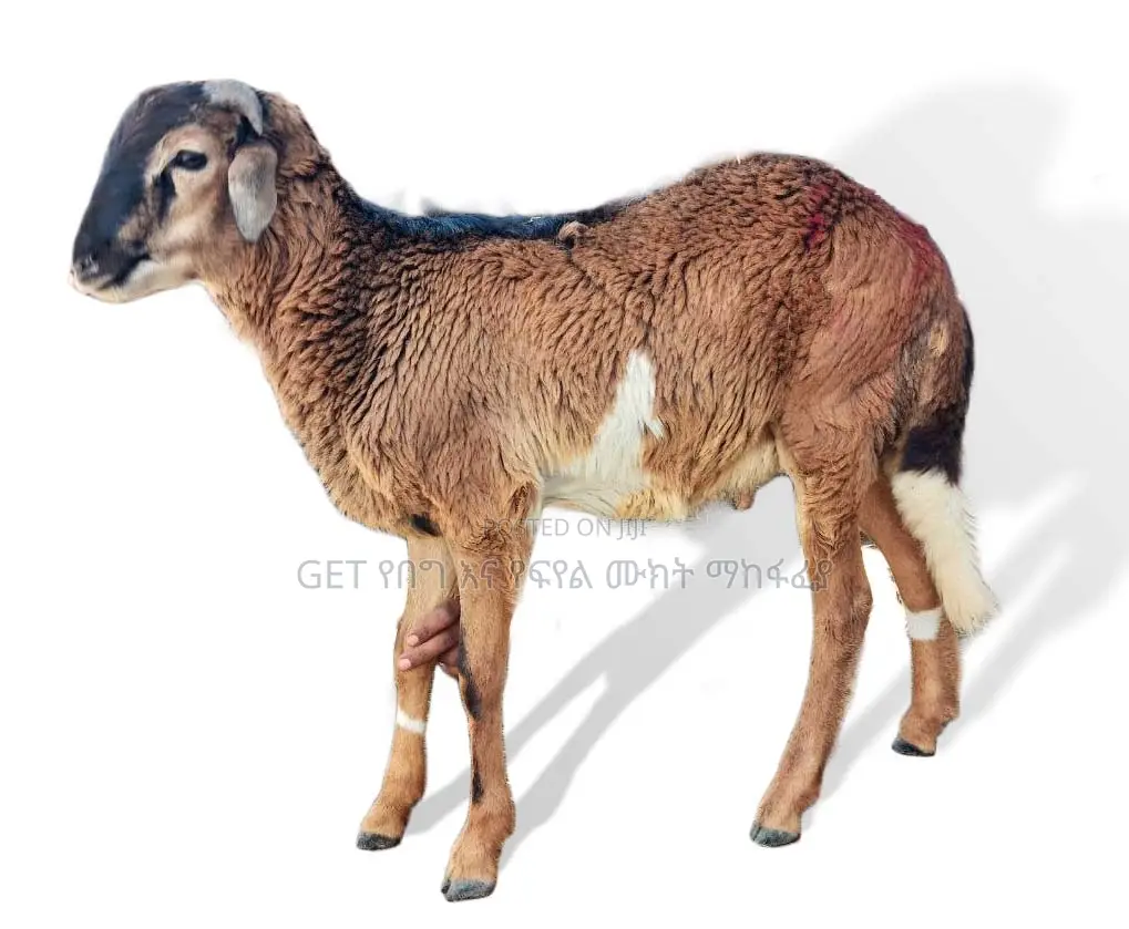 የበግ ሙክት በተመጣጣኝ ዋጋ አቅርበንላችኋል