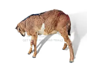 የበግ ሙክት በተመጣጣኝ ዋጋ አቅርበንላችኋል