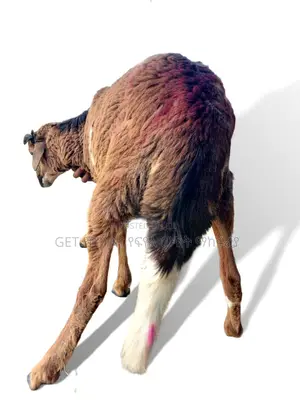 የበግ ሙክት በተመጣጣኝ ዋጋ አቅርበንላችኋል