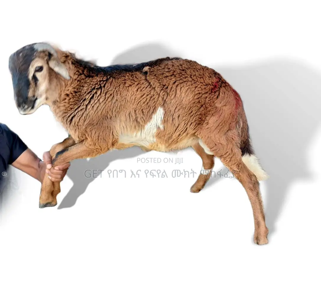 የበግ ሙክት በተመጣጣኝ ዋጋ አቅርበንላችኋል