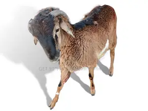የበግ ሙክት በተመጣጣኝ ዋጋ አቅርበንላችኋል